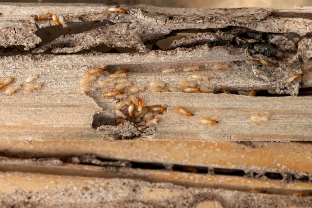Professional Pest Control in Mcmillin, WA